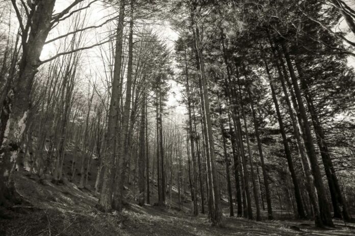Parco Nazionale delle Foreste Casentinesi, Monte Falterona e Campigna