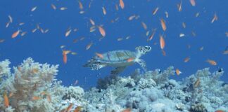 “The Living Sea”, a Venezia la mostra fotografica di Marevivo e FON