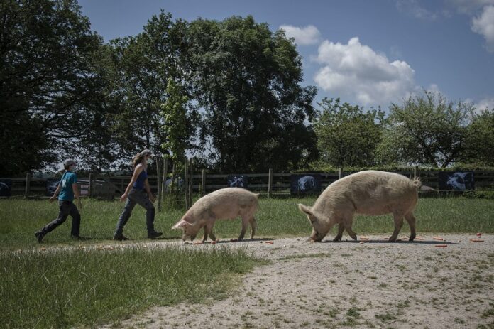 Neuvillette Francia Il rifugio Groin Groin accoglie maiali salvati dai macelliqui vivono felici all'aperto con molti animali