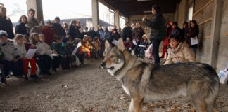 Emergenza lupi in Piemonte, la Regione scrive al Governo