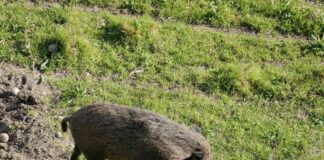 Peste suina, Ambientalisti “No abbattimento indiscriminato cinghiali”
