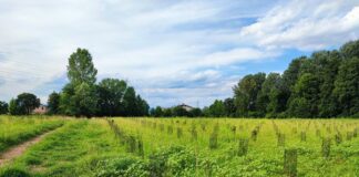 Arbolia e Comune di Vicenza, messi a dimora 1.500 alberi