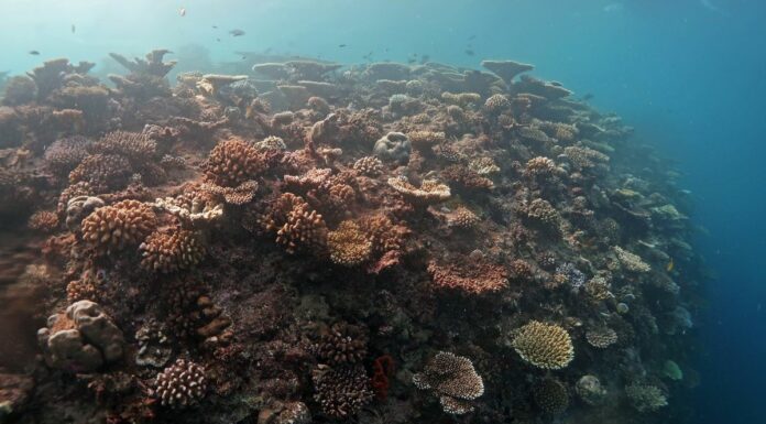 Nasce “Oceano verticale”, patto Bicocca-Maldive per la biodiversità