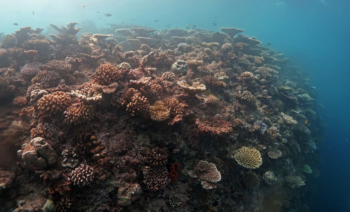Nasce “Oceano verticale”, patto Bicocca-Maldive per la biodiversità