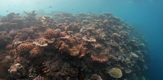 Nasce “Oceano verticale”, patto Bicocca-Maldive per la biodiversità