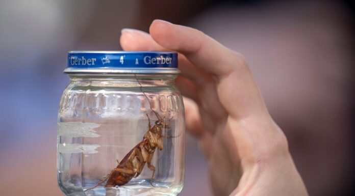 Cavallette, Sardegna chiede stato emergenza fitosanitaria