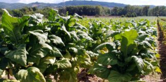 BAT investe 30 mln per il tabacco italiano e lancia “Terraventura”