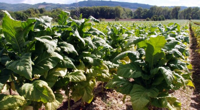 BAT investe 30 mln per il tabacco italiano e lancia “Terraventura”