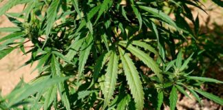 Tardino “Priorità affrontare la crisi, non droga libera e cittadinanze facili”