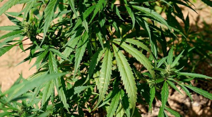 Tardino “Priorità affrontare la crisi, non droga libera e cittadinanze facili”