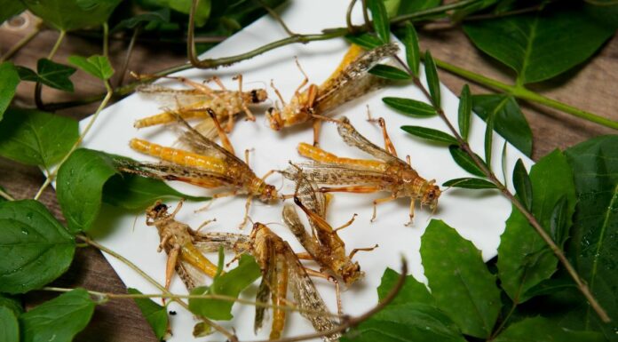 Emergenza cavallette in commissione Attività Produttive