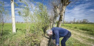Agricoltura, in Toscana vespe samurai contro la cimice asiatica