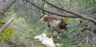 Completata la fase dei rilasci dell’aquila del Bonelli