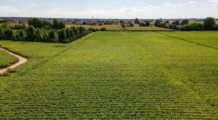 Siccità, accordo Coldiretti-Philip Morris Italia per il tabacco italiano