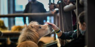 La 124^ edizione di Fieracavalli a Verona dal 3 al 6 novembre