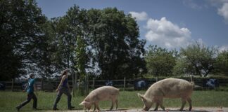 Toscana, Regione adotta piano interventi contro peste suina