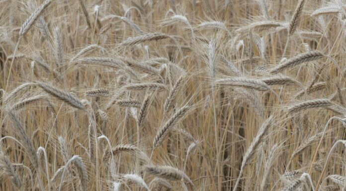 Russia e Ucraina firmano l’accordo sul grano