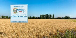 Barilla, continua a crescere l’impegno per la sostenibilità