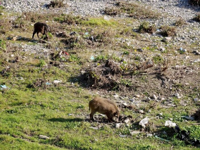 cinghiali fotogramma