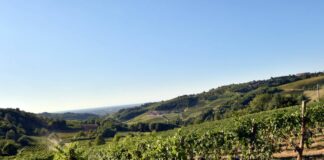 Nasce “Legàmi di Vite” per uno sviluppo “green” comparto vitivinicolo