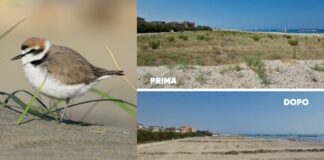 No megaeventi in spiaggia, petizione ‘L’ambiente urla: non nel mio nomè