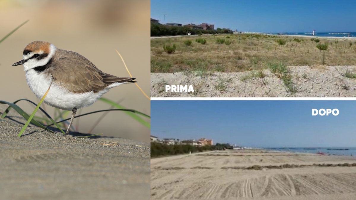 No megaeventi in spiaggia, petizione ‘L’ambiente urla: non nel mio nomè