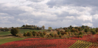 Emilia Romagna, dalla Regione 5,3 mln per le imprese vitivinicole