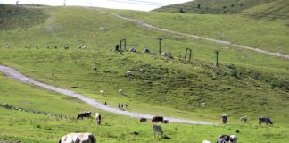 Valle d’Aosta, pascoli montani in crisi a causa della siccità