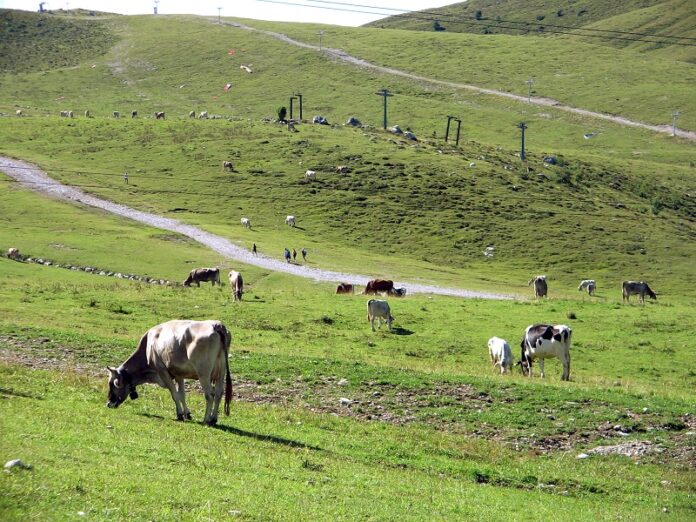 PIANI DI BOBBIO, VALSASSINA, MONTAGNA, MUCCHE CHE PASCOLANO NEL PRATO