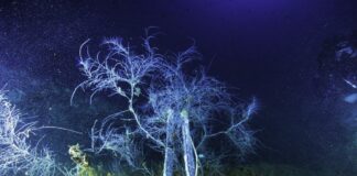 I sub di Marevivo ripiantano un corallo nero sul relitto Haven