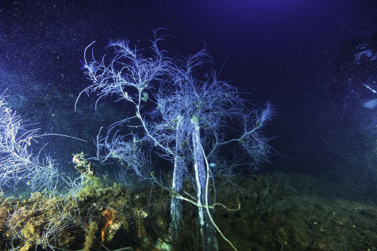 I sub di Marevivo ripiantano un corallo nero sul relitto Haven