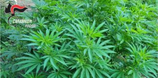 Sequestrate piantagioni e marijuana per un milione nel catanzarese