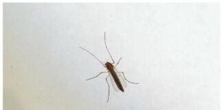 Quinta vittima di West Nile nel Lazio, muore un settantasettenne