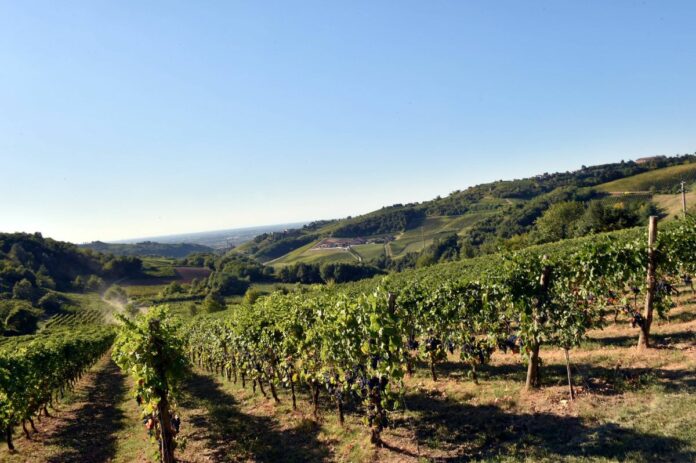 VENDEMMIA NELL' OLTREPO PAVESE