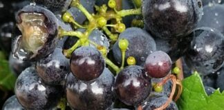 Maltempo, Coldiretti Puglia “La peggiore estate del decennio”