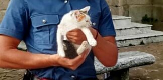 Polistena, Maltrattamenti su gatto postati sui social, tre denunciati