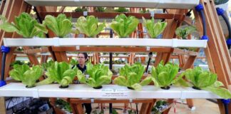 Coldiretti Puglia “Stangata bollette spegne serre, fiori e piante”