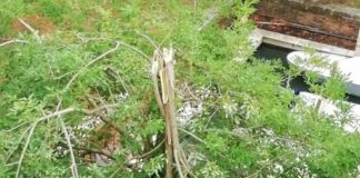 Maltempo, impegno della protezione civile comunale di Venezia per rimuovere rami e alberi caduti