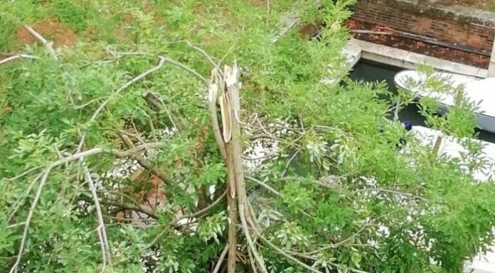 Maltempo, impegno della protezione civile comunale di Venezia per rimuovere rami e alberi caduti
