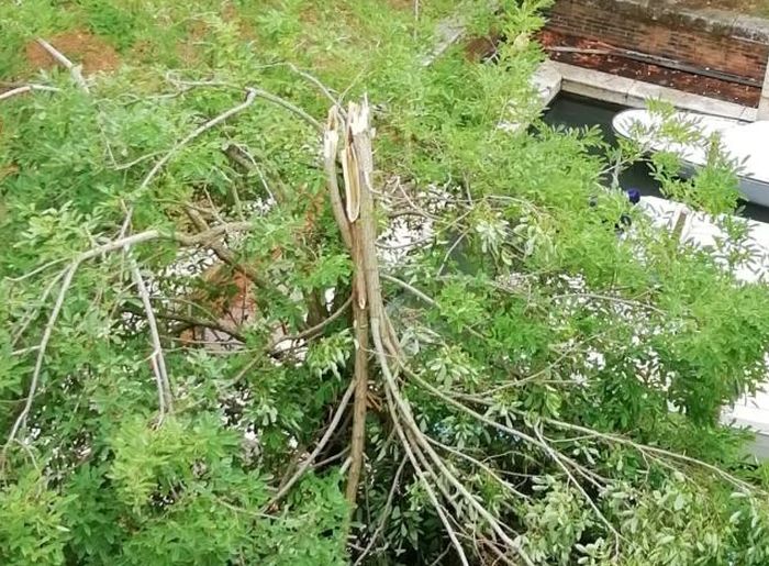 Maltempo, impegno della protezione civile comunale di Venezia per rimuovere rami e alberi caduti