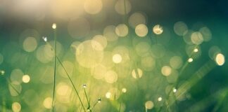 Creare un giardino in casa con quadri vegetali quadri vegetali