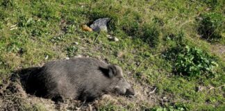 Piemonte, in vigore ordinanza per ridurre presenza dei cinghiali