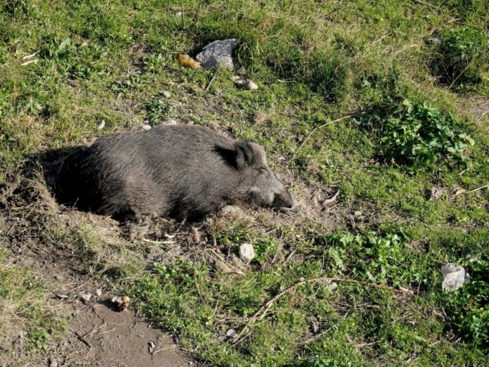 Allarme Peste suina - Invasione di cinghiali - gruppi di cinghiali pascolano nel letto asciutto del torrente Bisagno