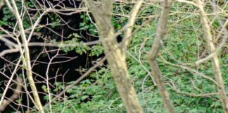 Liguria, nasce unità pronto intervento per incidenti causati da animali