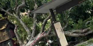 Crolla albero davanti al Teatro Massimo di Palermo, nessun ferito