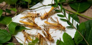 Murgia “Aiuti e indennizzi ai produttori ortofrutticoli”