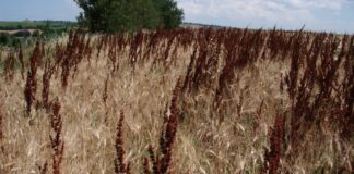 Biologico, prodotti orticoli più tracciati grazie al progetto Innovabio