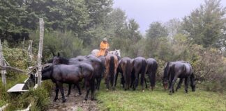 Toscana, due giorni in Maremma a tu per tu con la transumanza