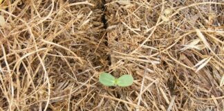 Uno studio, possibile un’agricoltura più “verde” senza usare erbicidi