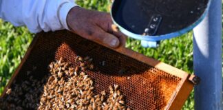 In arrivo da Enea innovativo biopesticida alleato delle api